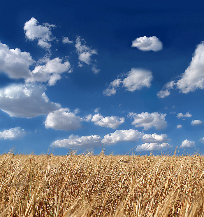 Wheat | clouds, sky, field, autumn, wheat