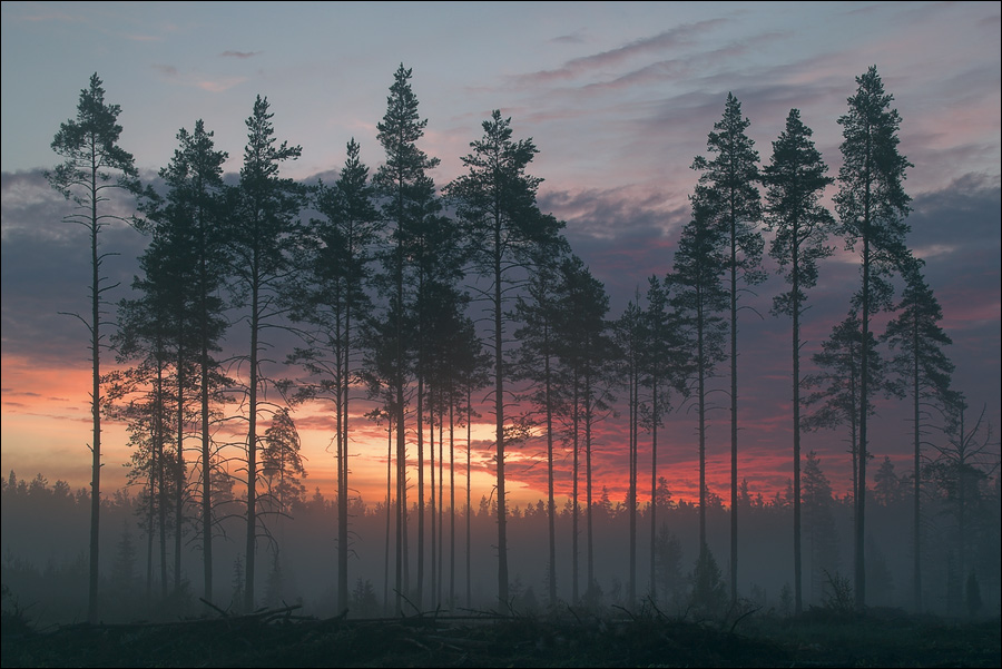 Morning picture with harmonous pines | forest, clouds, dawn, pine