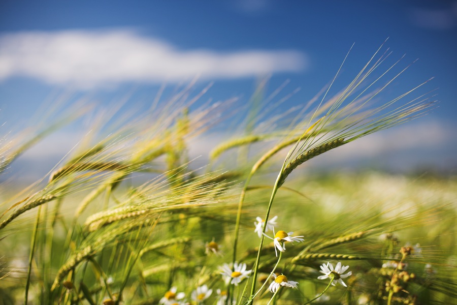 Each ear in the field... | summer, field, wind, flowers, wheat