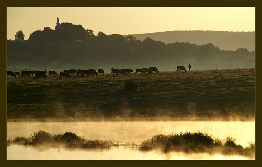 Golden Morning | mist, animals, morning, field, river
