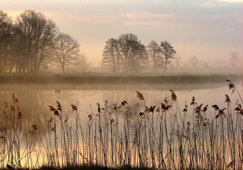 Rush | rush, reflection, fog, river