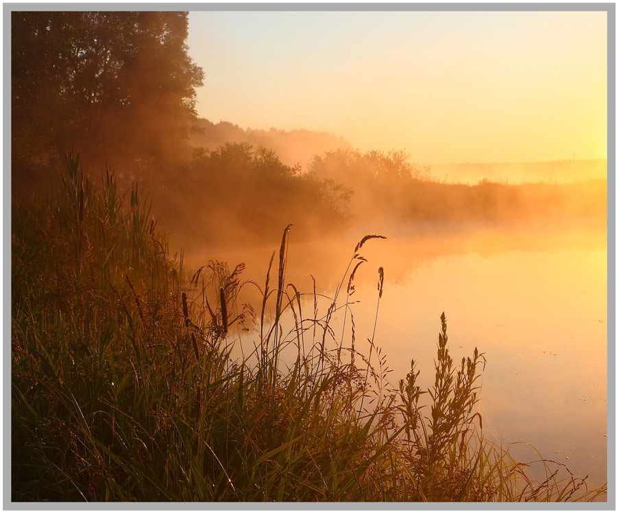 foggy morning  | rush, fog, grass, dawn, lake