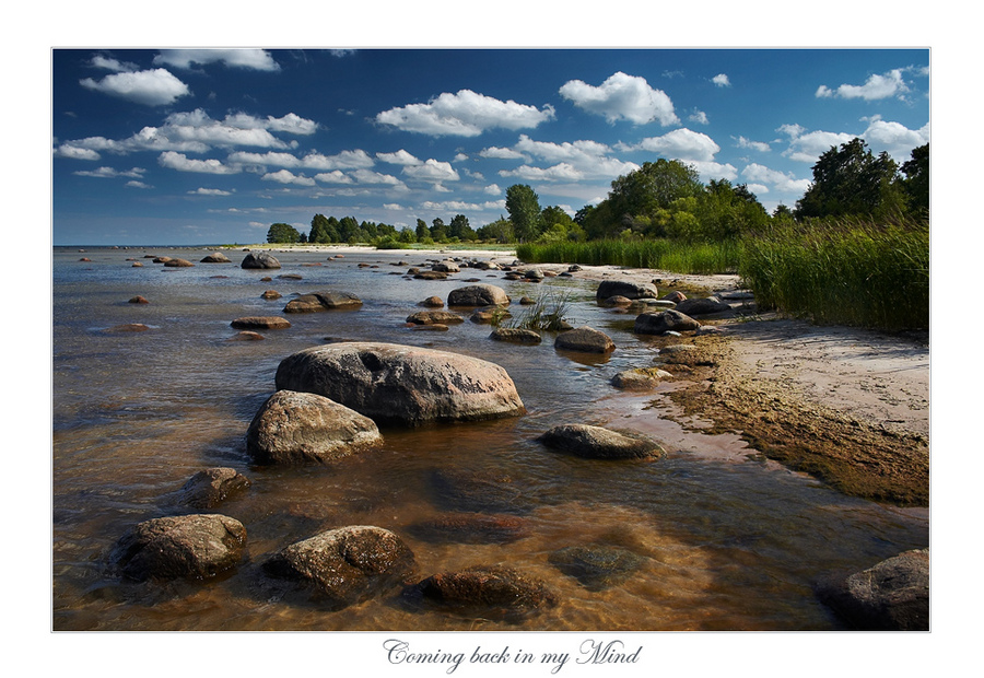 coming back in my mind | forest, rush, shore, rocks, river