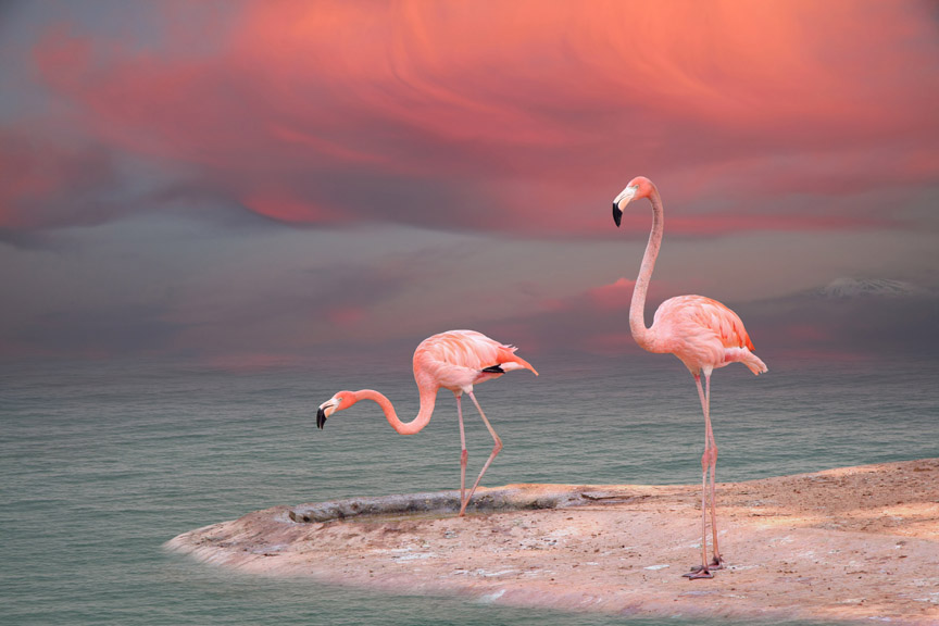 flamingo | morning, dawn, shore, sky, sea, animals, flamingo