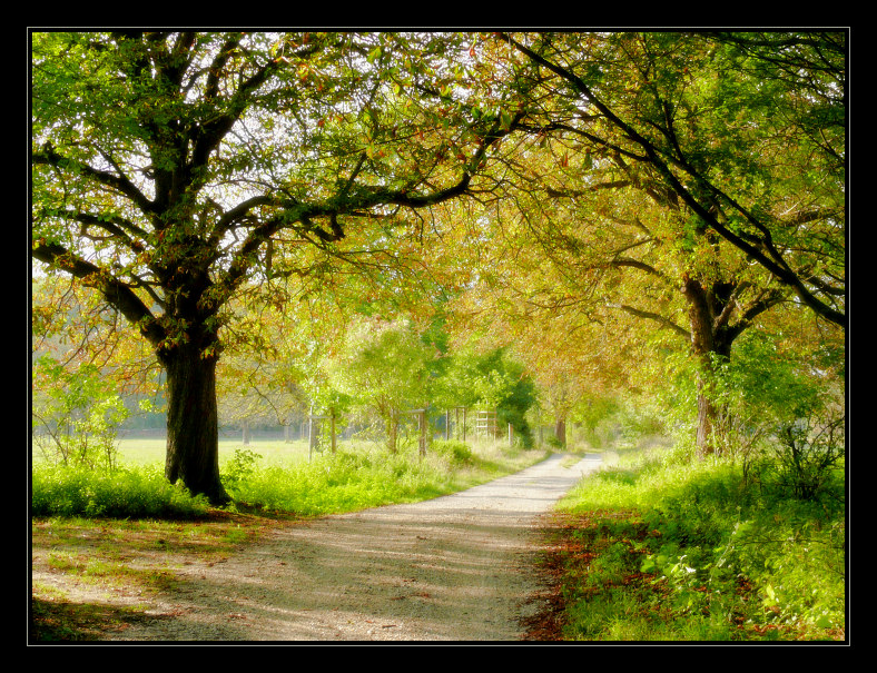 autumn's coming soon | hdr, pathway, park, green, summer