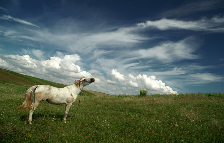 give me wings... i'd be pegasus... | horse, animals, clouds, grass, field