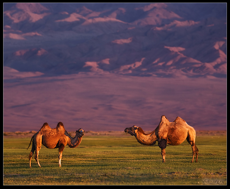 landscape with camels | mountains, animals, field