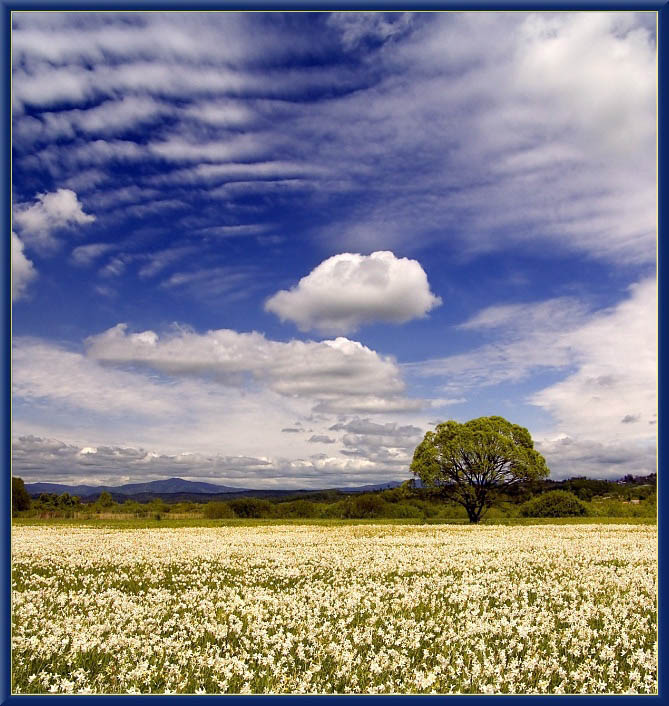 A glade of wild narcissuses. | glade, tree, spring, flowers