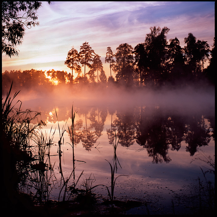 no name | dusk, rush, lake, forest, reflection