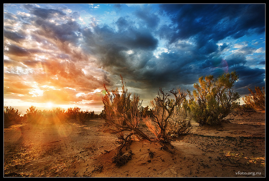 Sunset in saxaul grove | sky, clouds, dusk, desert, bush