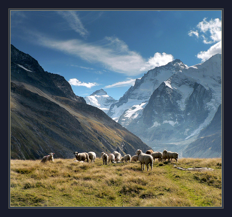 and again about mountain sheep | clearing, grass, sky, mountains, sheep