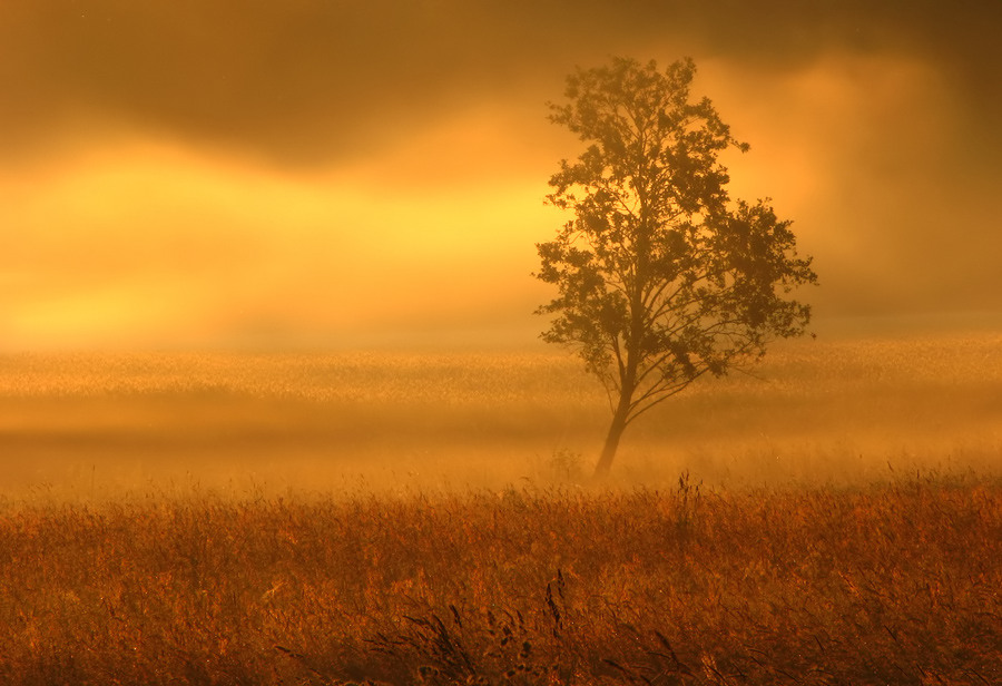 Golden fog | gold, field, fog, tree