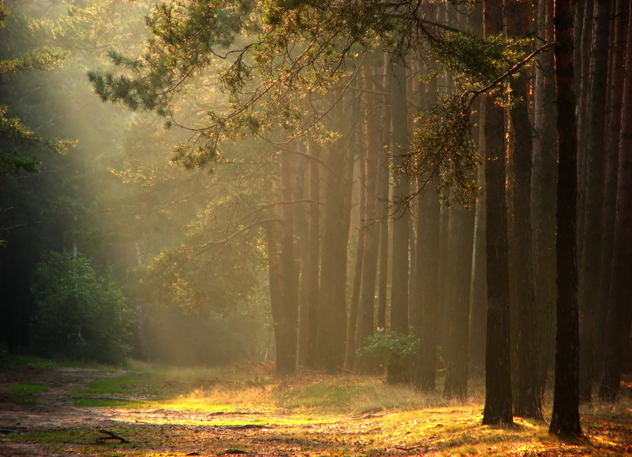 coniferous forest | pine, light, pathway, forest