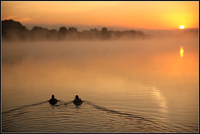 two.... | river, sun, autumn, fog, dawn, ducks