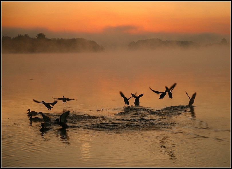 to frighten off silence.... | sun, fog, river, dawn, ducks, autumn