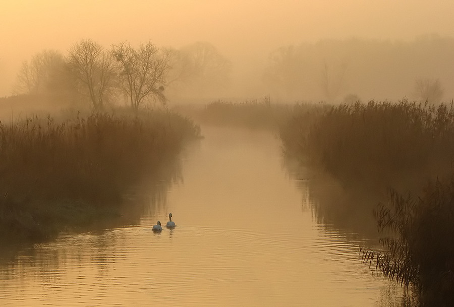 Morning fog | fog, river, swan, rush