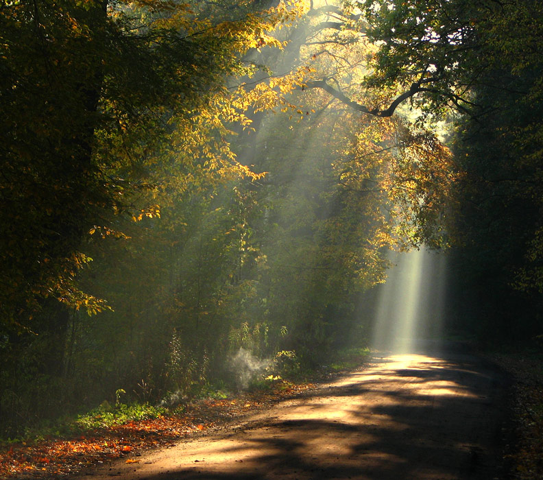Dusty road | sun, light, forest, road
