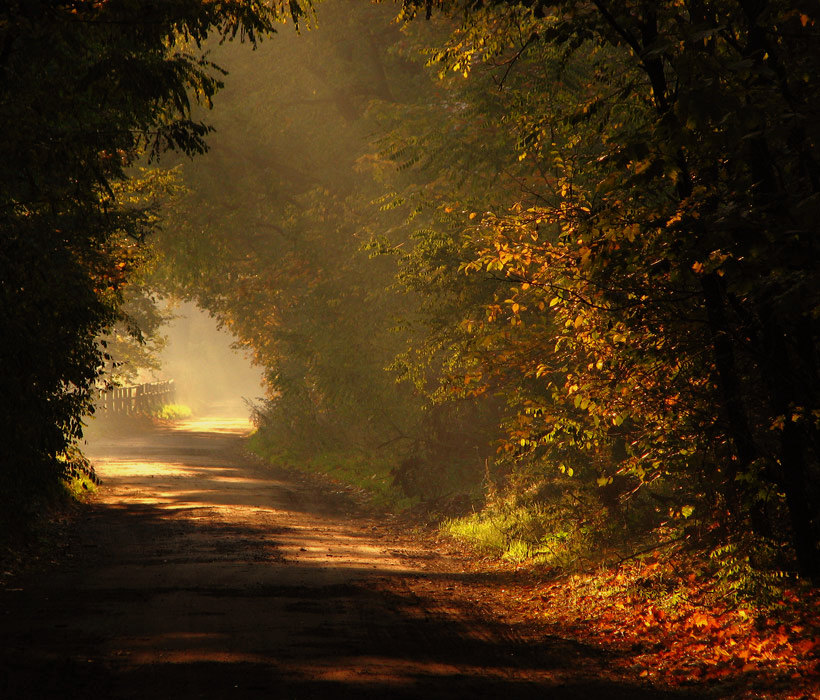 Faraway road | sun, fence, forest, road