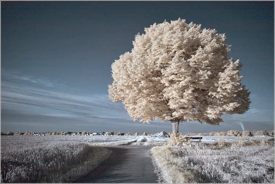 Infrared | road, field, infrared, tree