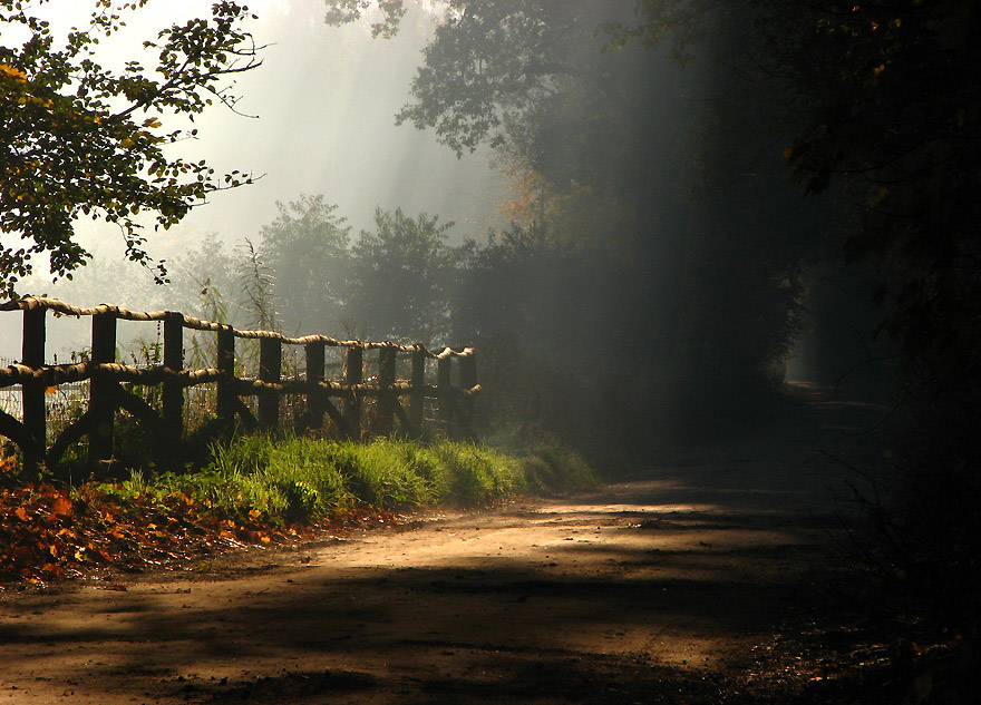 Quiet morning | alley, sorest, sun, fence