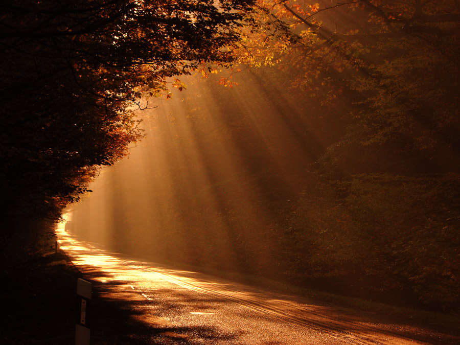 Road | road, forest, light, evening, sun