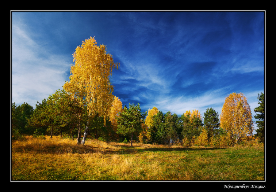 Golden autumn | gold, grass, forest, yellow, autumn