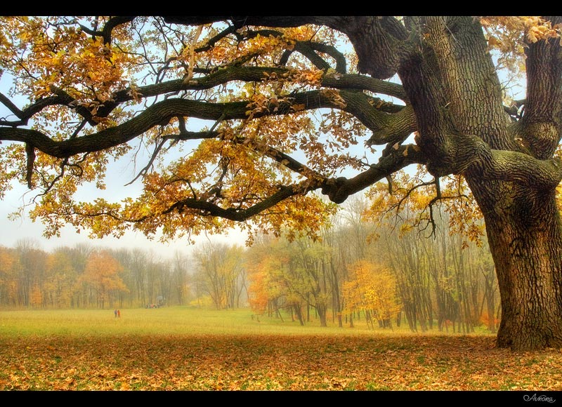 under branches of fantastic oak | oak, autumn, park, mist