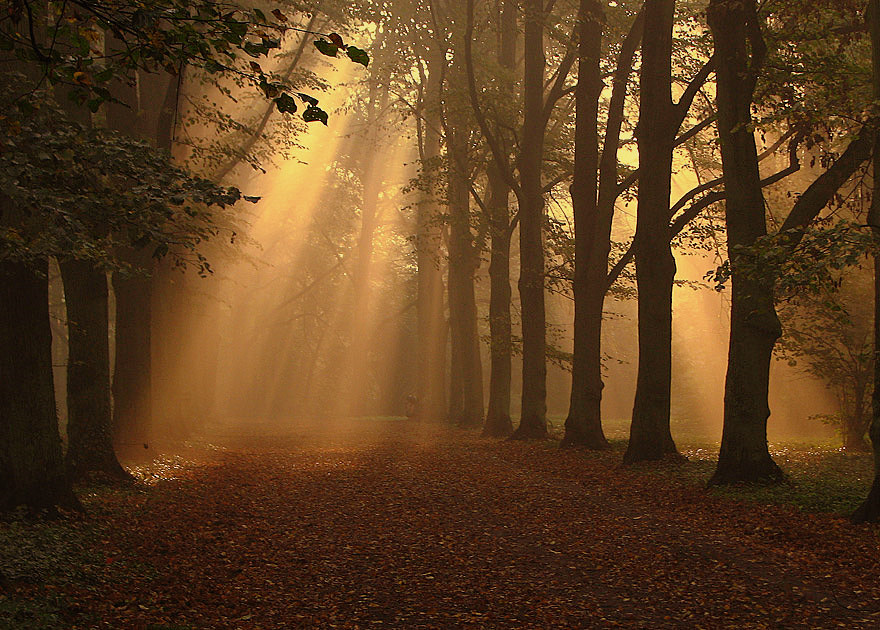 Morning in the park | park, alley, leaves, sun, pathway