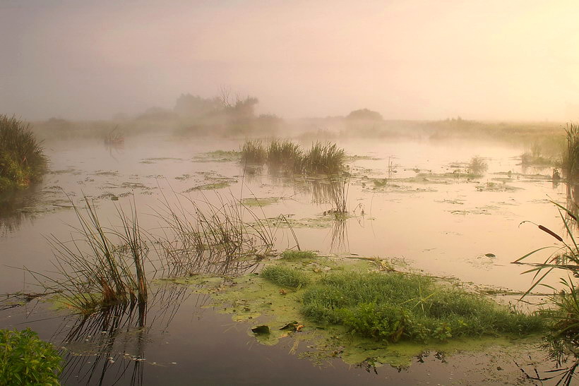 Mist | swamp, mist, green