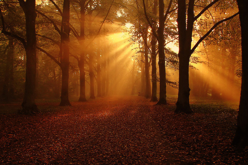 Morning | pathway, leaves, sun, park, alley