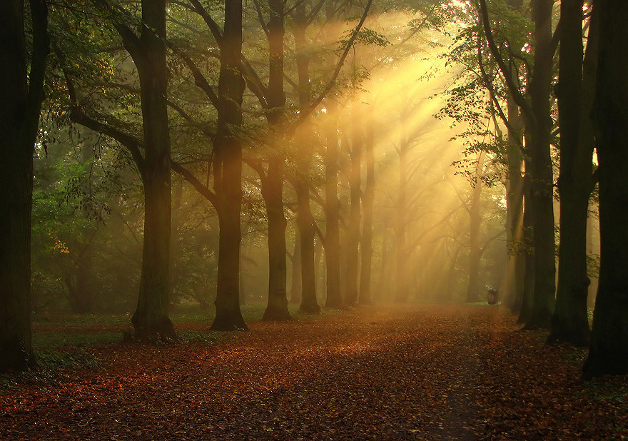 Sunbeams | pathway, sun, alley, park