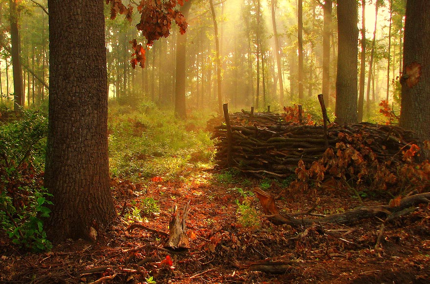 Blushing woods | bright, trees, light, wood, leaves