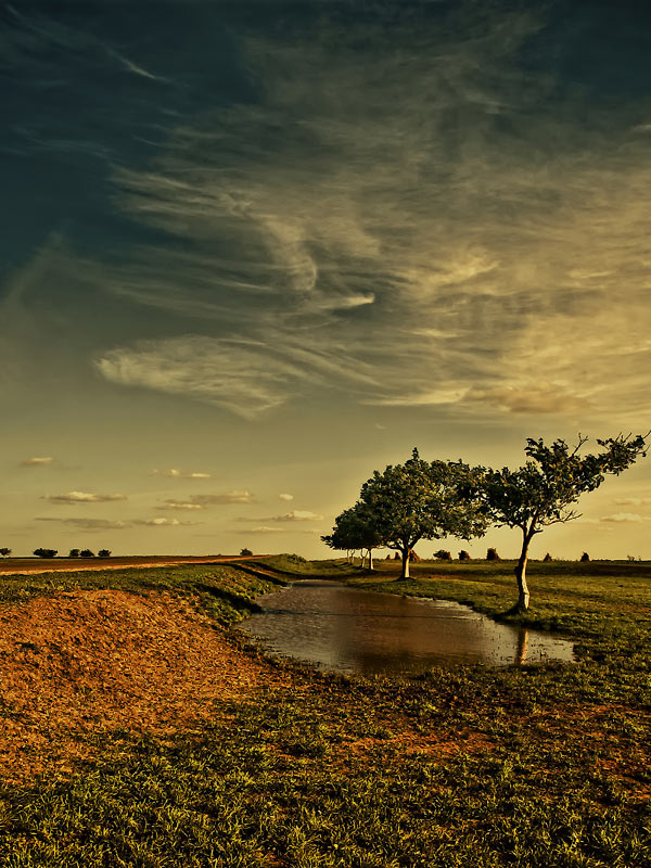 Games of clouds | trees, bright, clouds