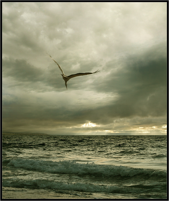 Ikaros | fly, bird, clouds, , sky