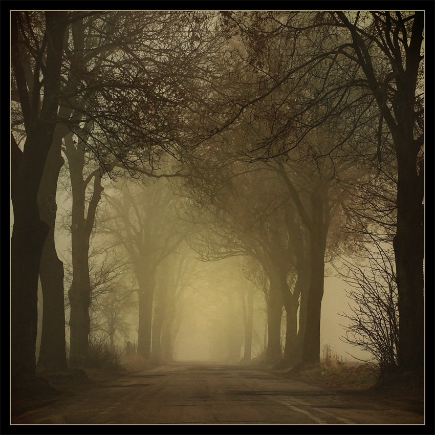 Find me there | fear, fog, trees, road