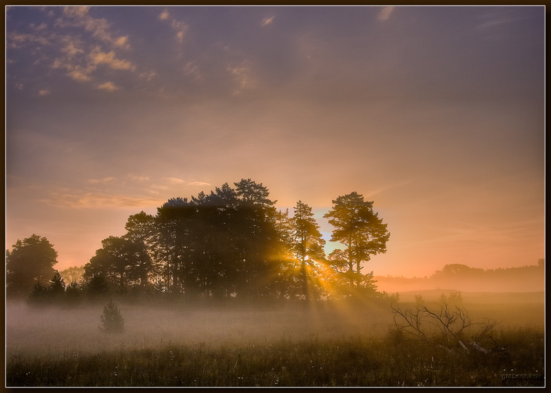 Gentle touch | trees, light, rays, morning, field
