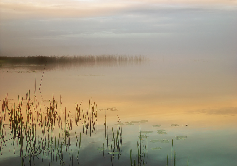 July morning | sedge, morning, fog, lake