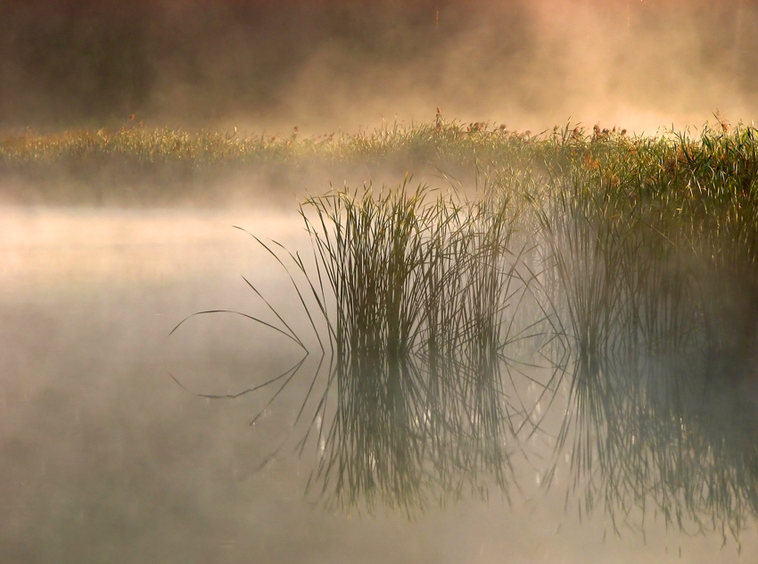 River thicket | reflection, morning, fog, bulrush, river