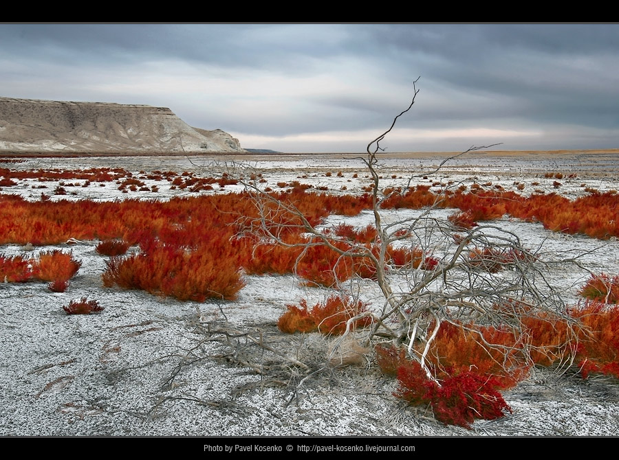 Proud Loneliness | trees, heath, saxaul, colouful