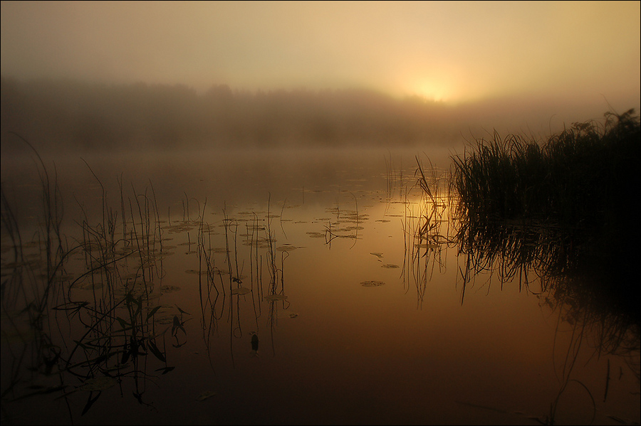 Through the golden haze | dawn, lake, mist, tenderness