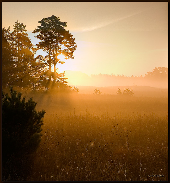 On the light | bright, light, trees, fields, warm