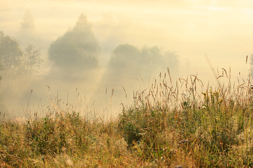 On the Threshold of Summer | warm, trees, light, field, haze