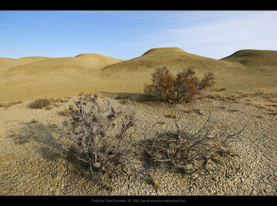 The Aral Sea | shrubs, bottom