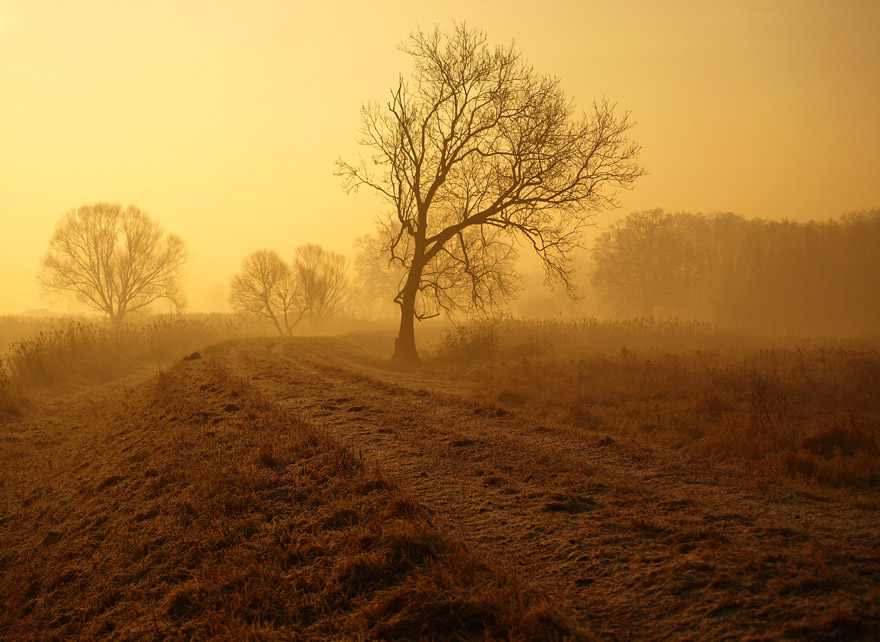 In a fog | road, sepia, trees, fog