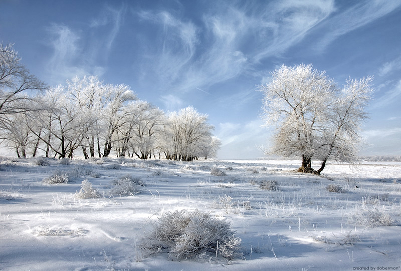 classical winter | snow, trees, frost, winter