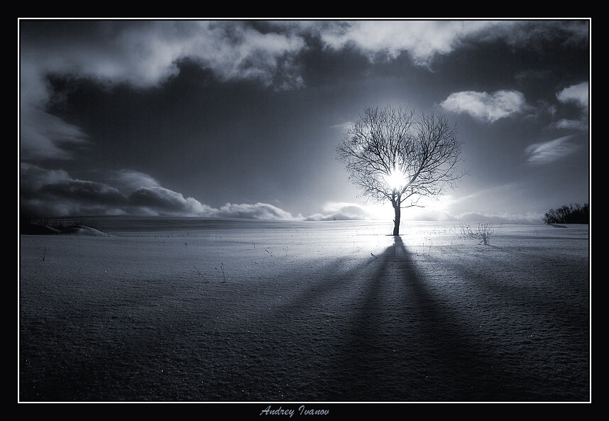 The Tree of Knowledge | cold, light, winter, tree, shadow