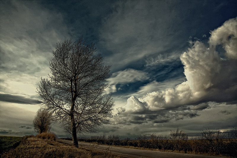 Wuthering Heights | sky, tree, road, autumn, gloomy