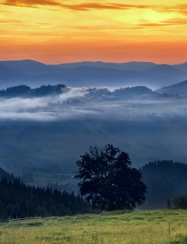 Dawn (2) | fog, tree, field, mountains, dawn