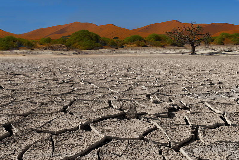 Crying for Rain | tree, desert, namib, mountains, drought