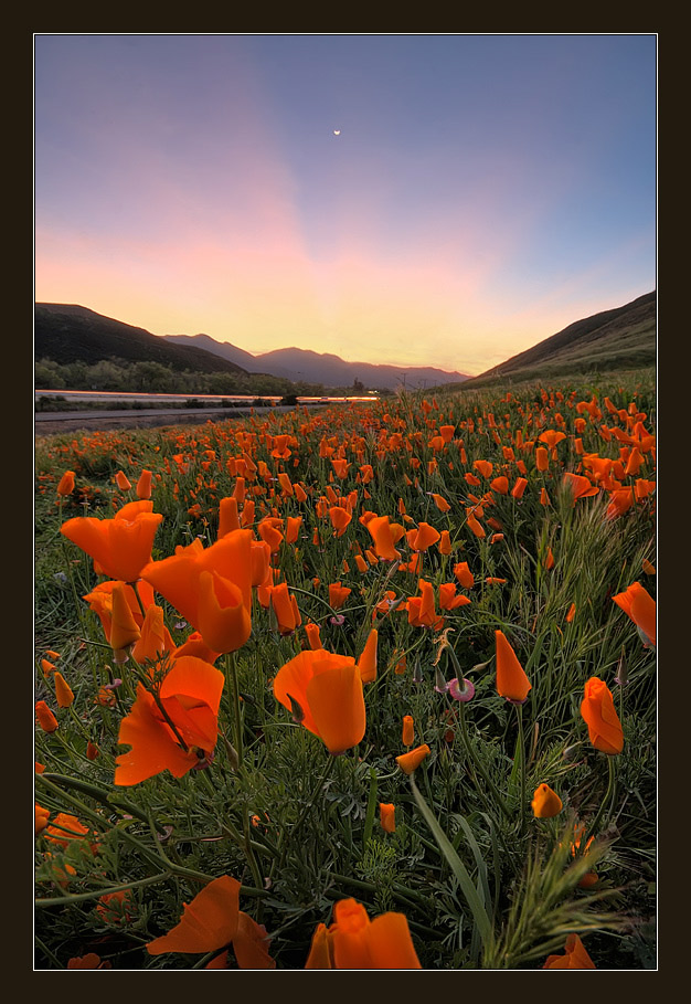 Golden poppy | red, mountains, dusk, flowers, poppy